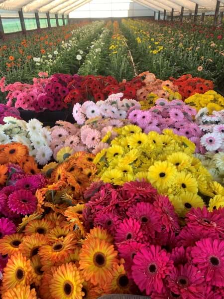 Gerbera Pots